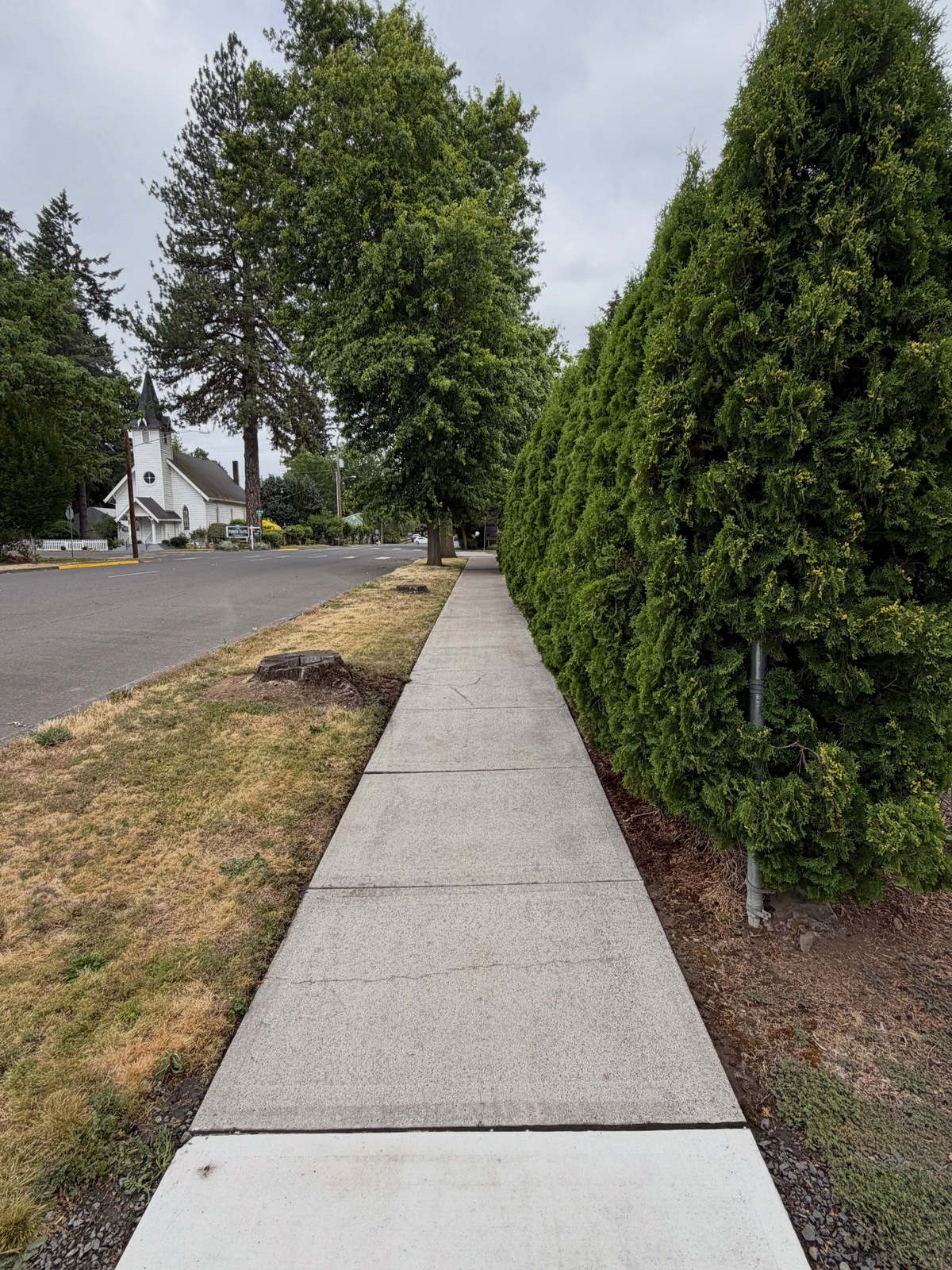 Cleaned sidewalk beside a tall hedge, the after photo from Foam and Flow's July 5 project